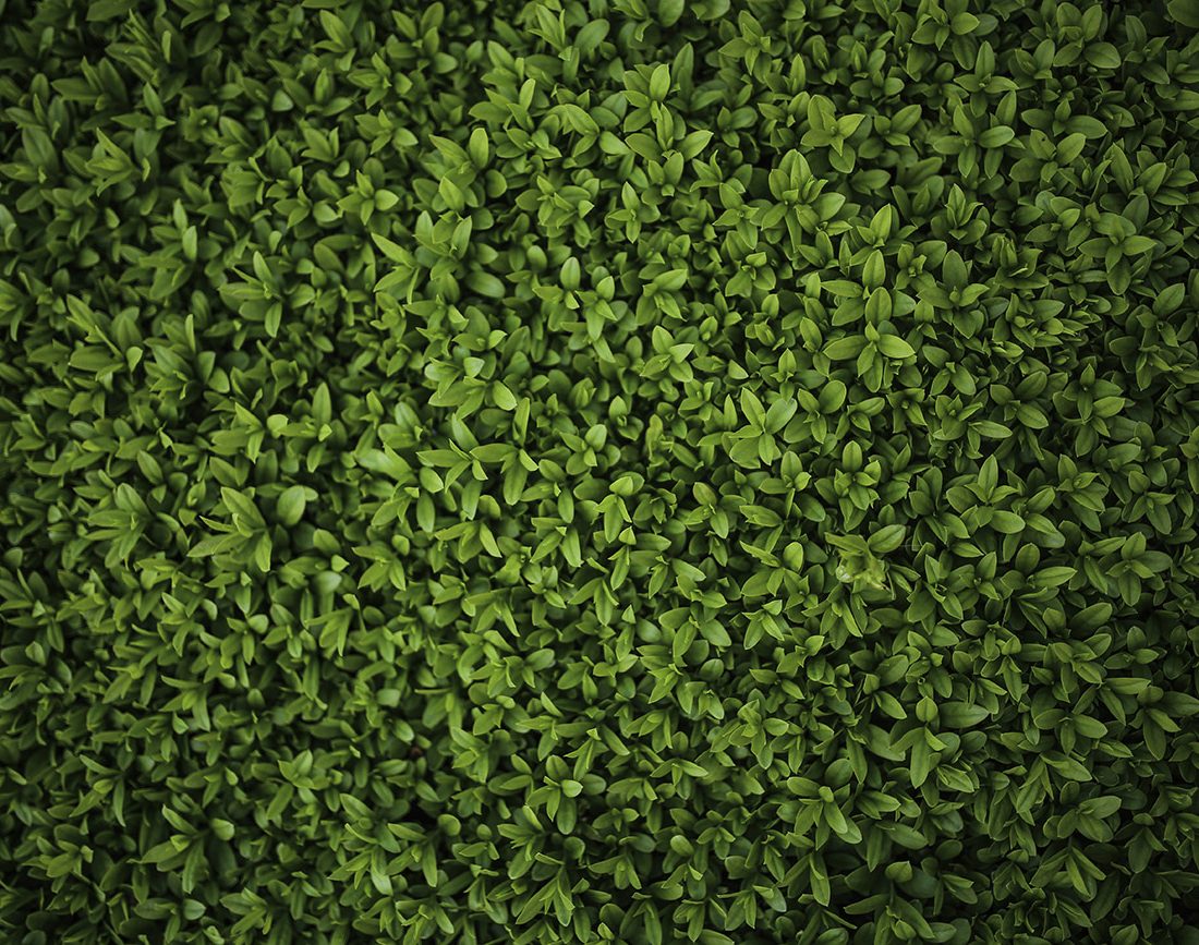 Green-leaves-Privet-Ligustrum-III.jpg